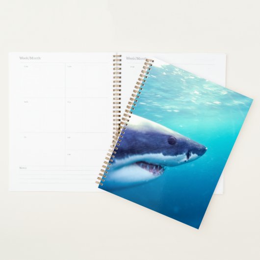 Great White Shark | Afrique du Sud (Devant avec enveloppe)