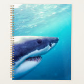 Great White Shark | Afrique du Sud (Devant)