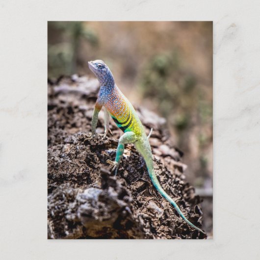 Greater Earless Lizard Briefkaart (Voorkant)