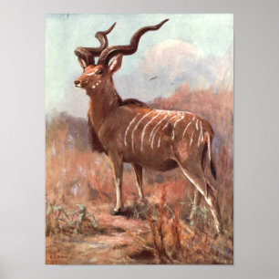 Greater Kudu Antelope van Swan, Wilde Dier Poster