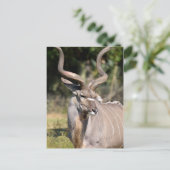 Greater Kudu Briefkaart (Staand voorkant)