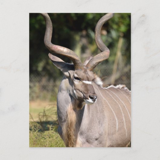 Greater Kudu Briefkaart (Voorkant)