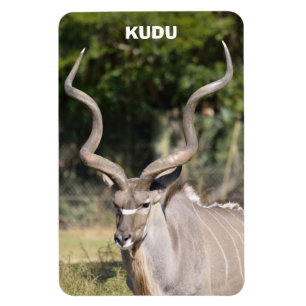 Greater Kudu Magneet