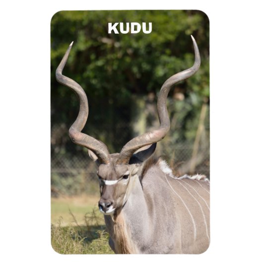 Greater Kudu Magneet (Verticaal)