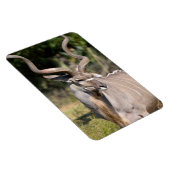 Greater Kudu Magneet (Rechterzijde)