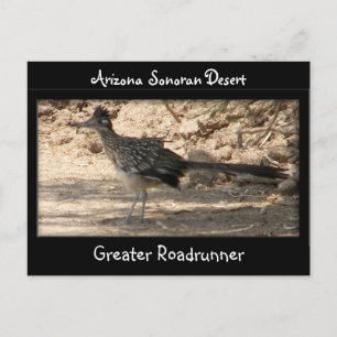 Greater Roadrunner Briefkaart