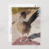Greater Roadrunner Briefkaart (Voorkant / Achterkant)