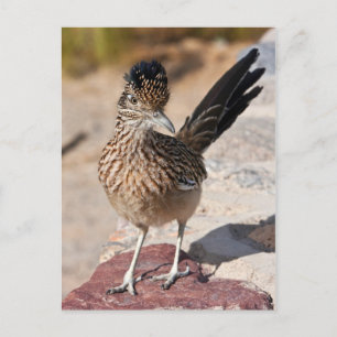 Greater Roadrunner Briefkaart