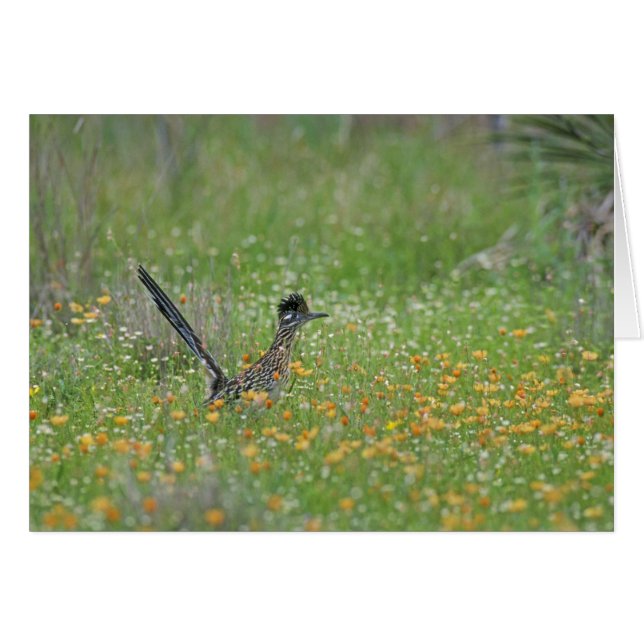 Greater Roadrunner, Geococcyx (Voorkant Horizontaal)