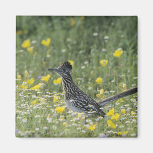 Greater Roadrunner, Geococcyx californianus Magneet