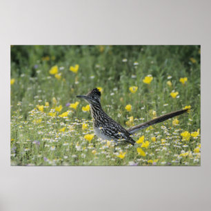 Greater Roadrunner, Geococcyx californianus Poster