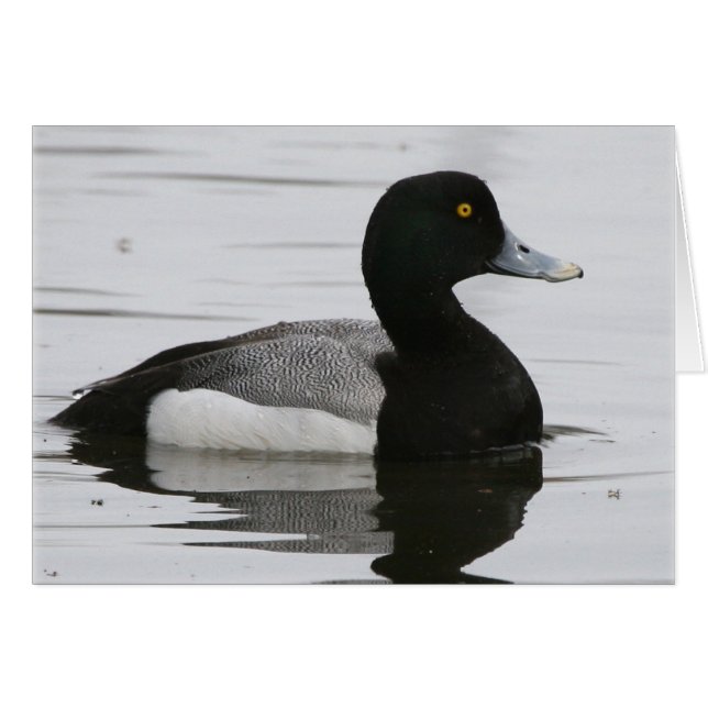 Greater Scaup (Voorkant Horizontaal)