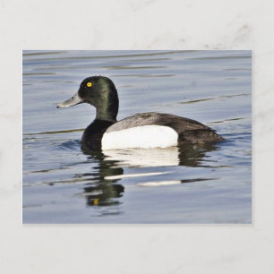 Greater Scaup drake Briefkaart