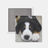 Greater Swiss Mountain Dog Magnet Magneet (Voorkant / Achterkant)
