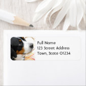 Greater Swiss Mountain Dog Mailing Label (Insitu)