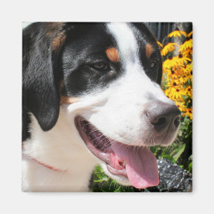 Greater Swiss Mountain Dog Marley 4 Magneet
