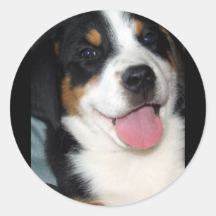Greater Swiss Mountain Dog Puppy Ronde Sticker