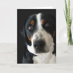 Greater Swiss Mountain Dog Sad Eyes Kaart