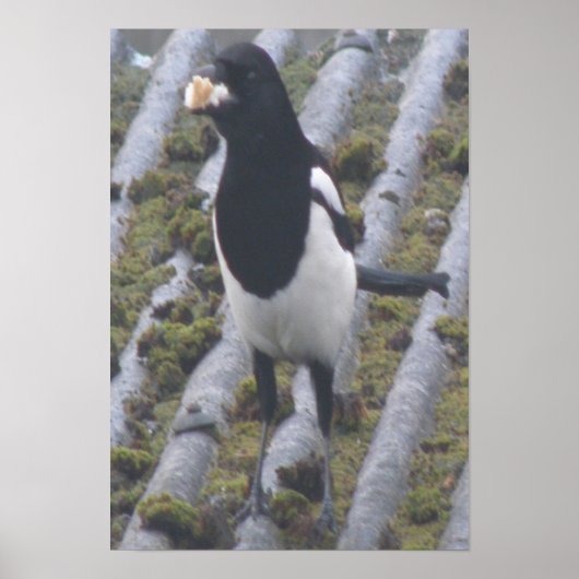 Greedy Magpie Print (Voorkant)