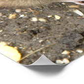 Greedy Rat Print (Hoek)