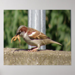 Greedy Sparrow met grubs galore Print