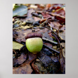 Green Acorn in de Bossen Poster