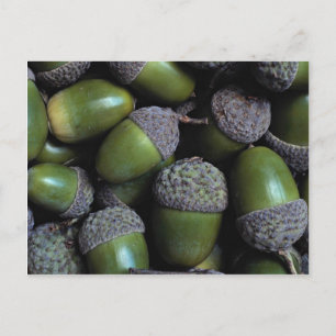 Green Acorn-noten Briefkaart