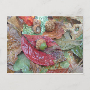 Green Acorn op een rode Herfst Leaf Briefkaart