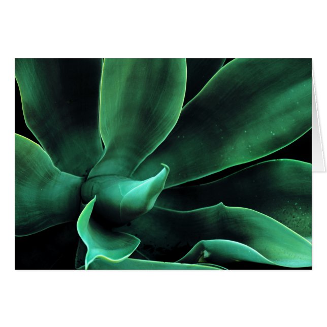 Green Agave Attenuata (Voorkant Horizontaal)