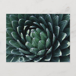 Green Agave Briefkaart
