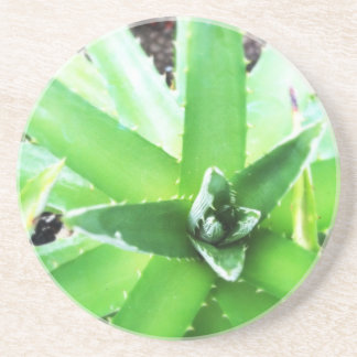 Green Aloe Zandsteen Onderzetter