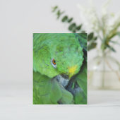 Green Amazon Parrot Briefkaart (Staand voorkant)