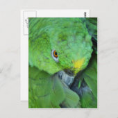 Green Amazon Parrot Briefkaart (Voorkant / Achterkant)