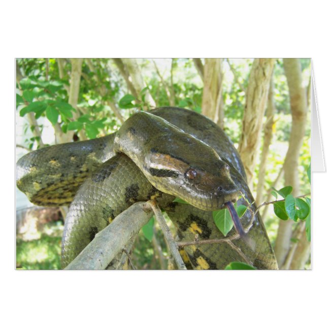 Green Anaconda (Voorkant Horizontaal)