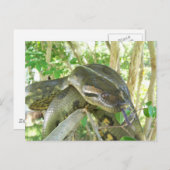 Green Anaconda Briefkaart (Voorkant / Achterkant)