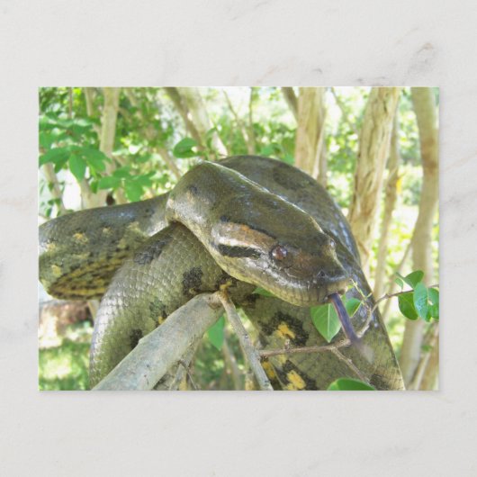 Green Anaconda Briefkaart (Voorkant)