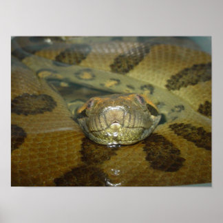 Green Anaconda Poster