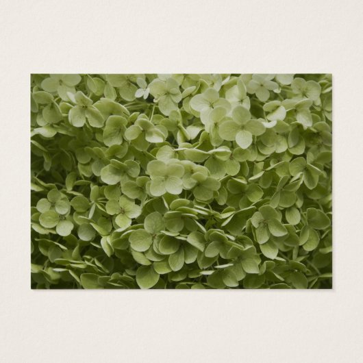 Green Annabelle Hydrangea Mariage Charité Faveurs (Dos)