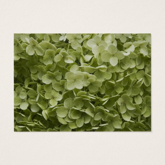 Green Annabelle Hydrangea Mariage Charité Faveurs (Dos)
