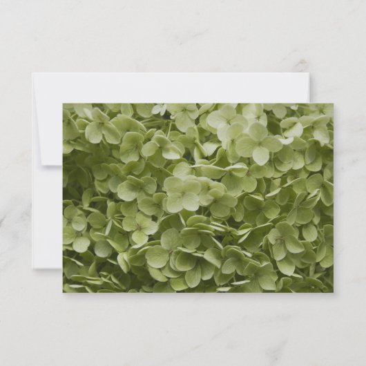 Green Annabelle Hydrangea Mariage Floral RSVP (Dos)