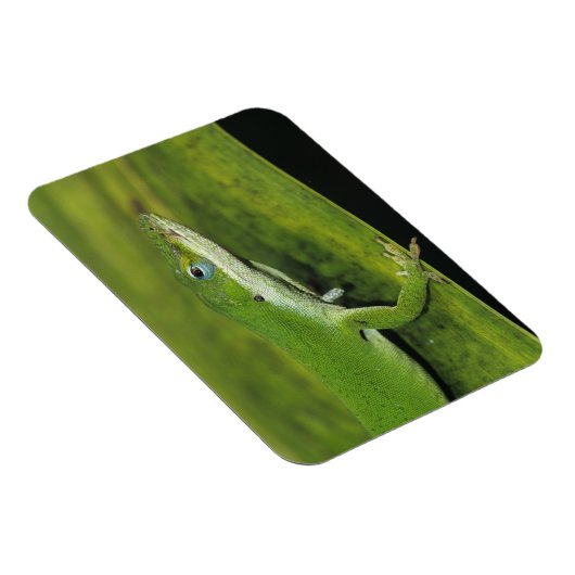 Green Anole, Anolis carolinensis, volwassen op pal Magneet (Rechterzijde)