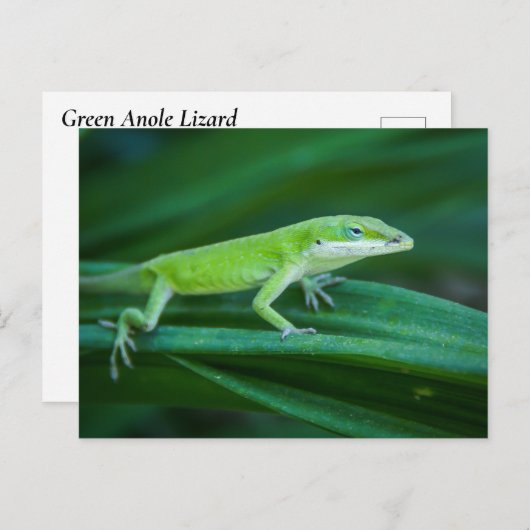 Green Anole Lizard Briefkaart (Voorkant / Achterkant)