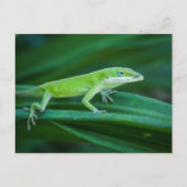 Green Anole Lizard Briefkaart (Voorkant)