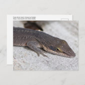 Green Anole Lizard closeup Briefkaart (Voorkant / Achterkant)