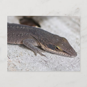 Green Anole Lizard closeup Briefkaart