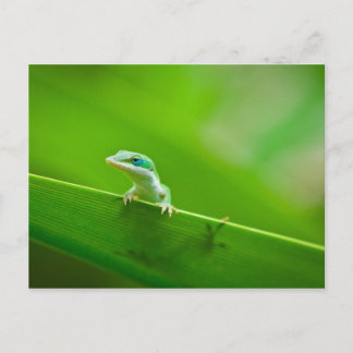 Green Anole Lizard Encounter Art Photography Briefkaart