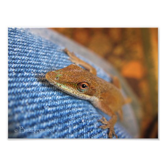 Green Anole Lizard Foto Afdruk (Voorkant)