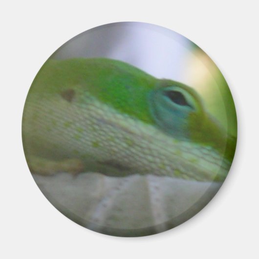 Green Anole Lizard Magneet (Voorkant)