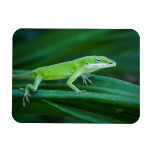 Green Anole Lizard Magneet
