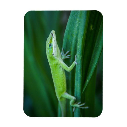 Green Anole Lizard Magneet (Verticaal)